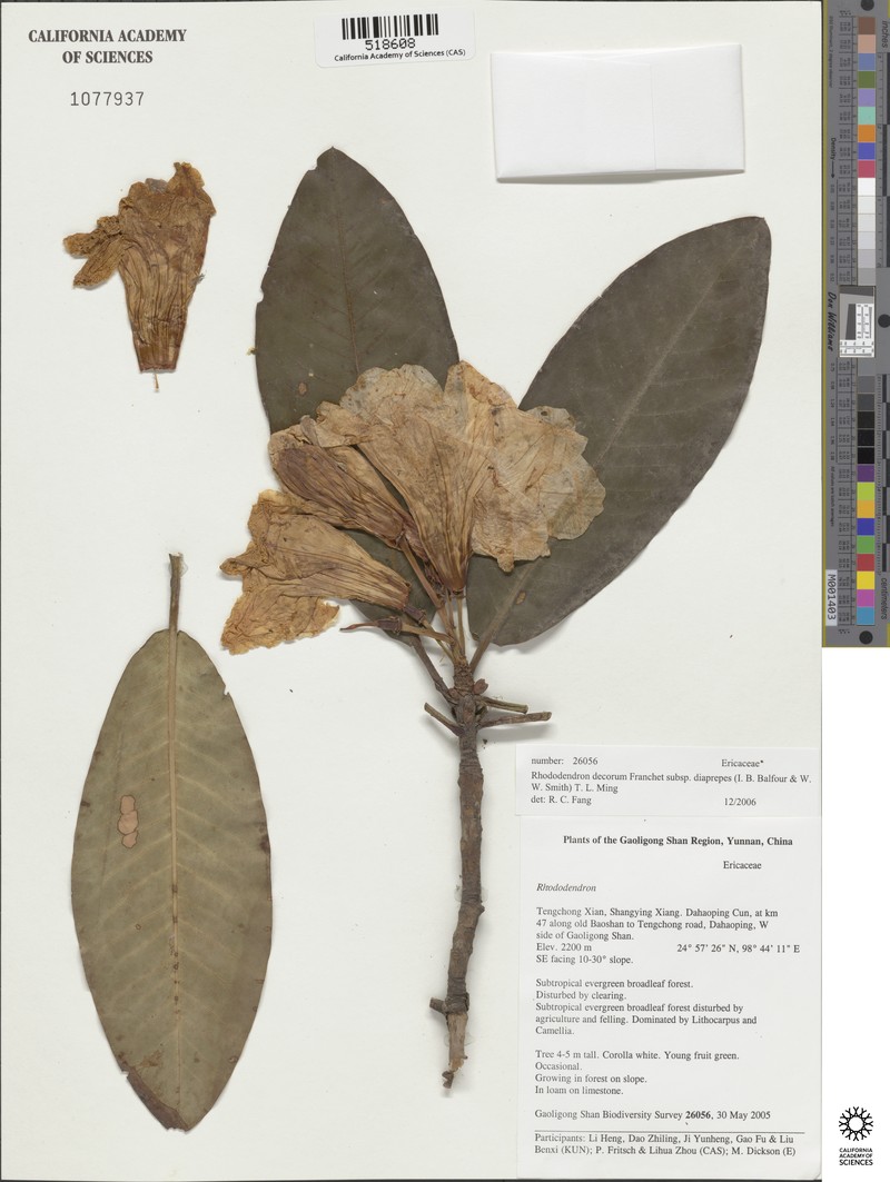 Rhododendron decorum subsp. diaprepes photo 2