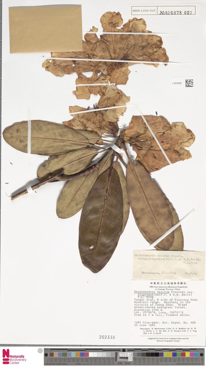 Rhododendron decorum subsp. diaprepes photo 3