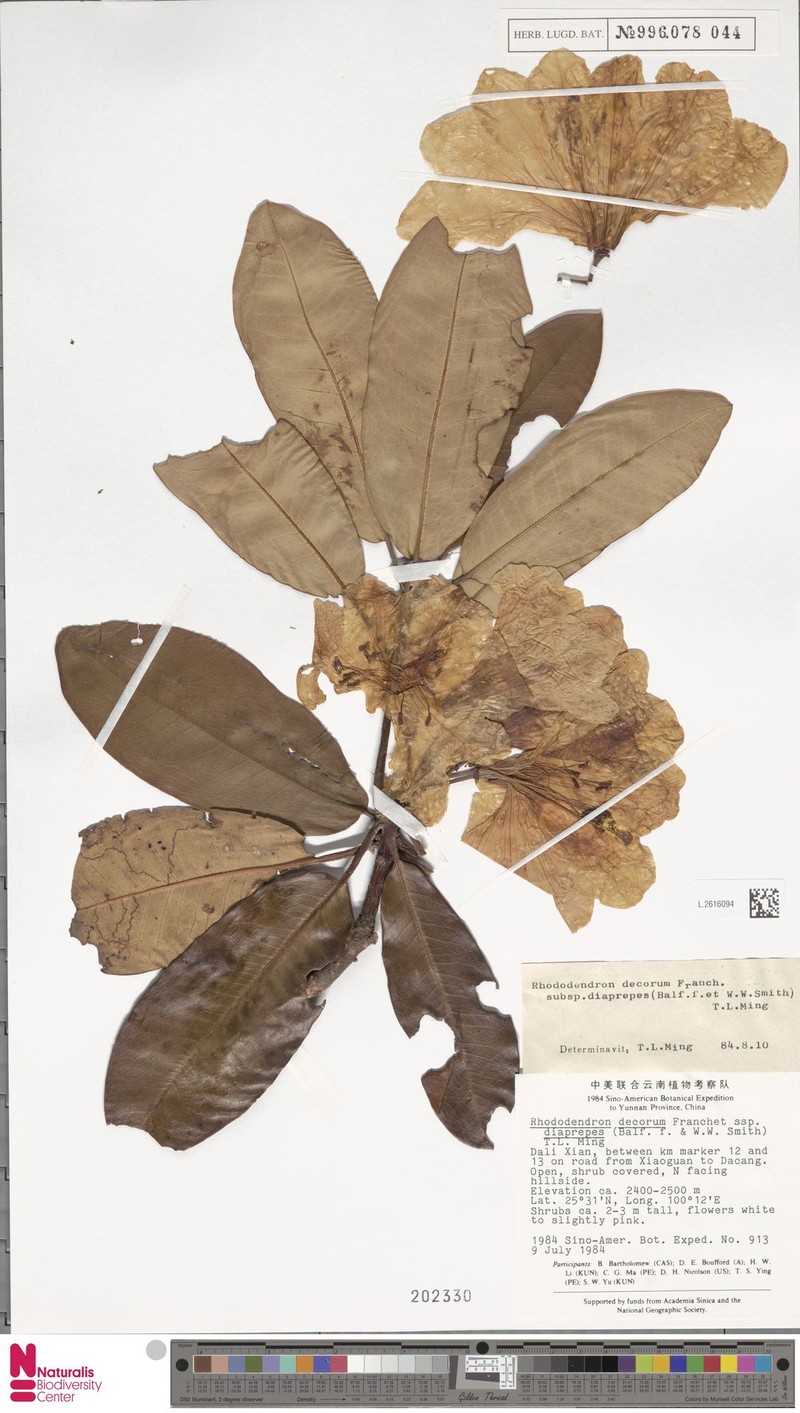 Rhododendron decorum subsp. diaprepes photo 4