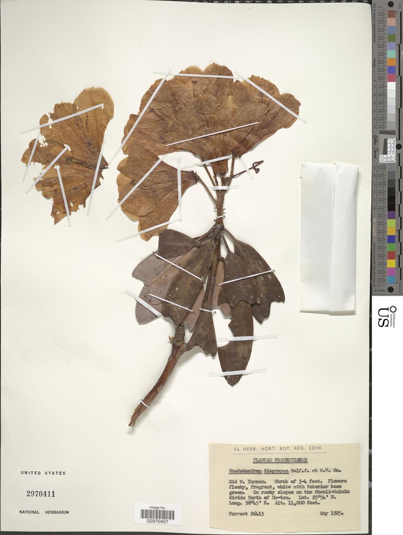 Rhododendron decorum subsp. diaprepes photo 5
