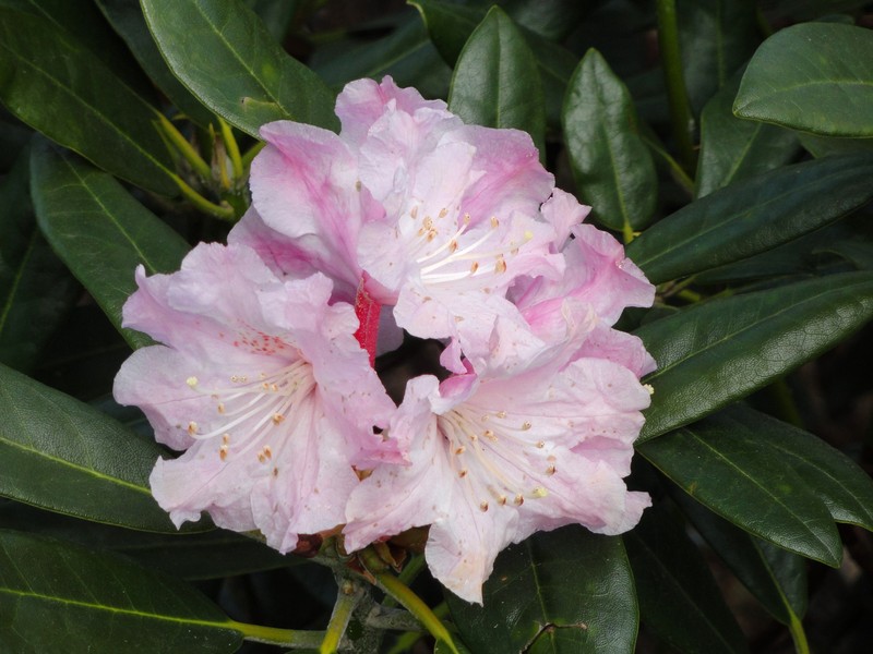 Rhododendron degronianum