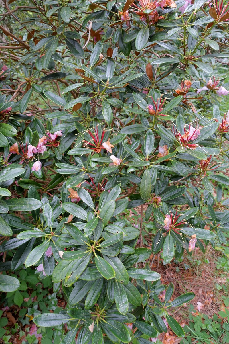 Rhododendron degronianum photo 3