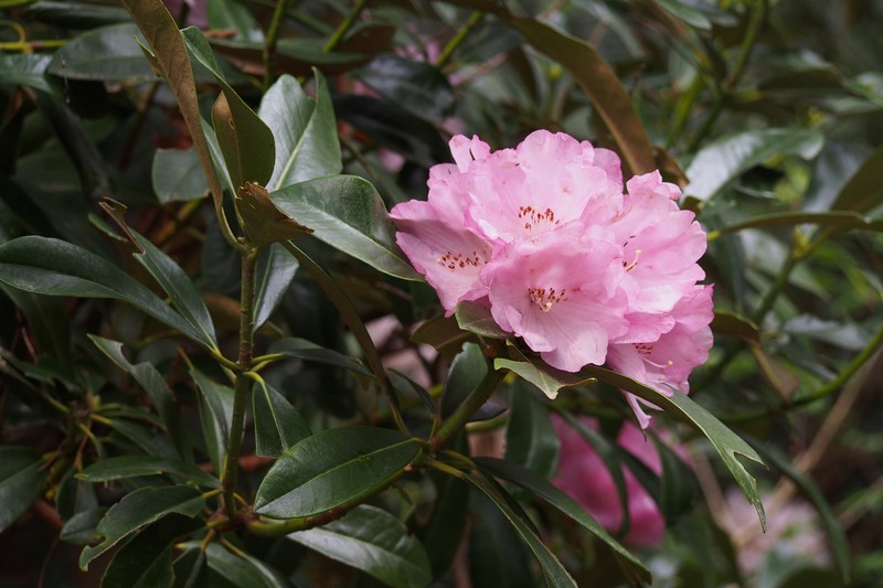 Rhododendron degronianum photo 4