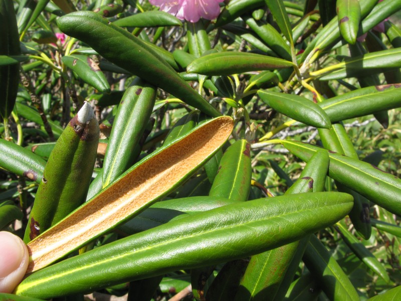 Rhododendron degronianum photo 5