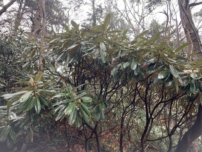 Rhododendron degronianum photo 6