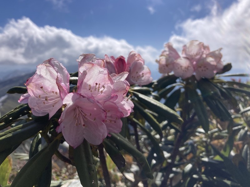 Rhododendron degronianum photo 7