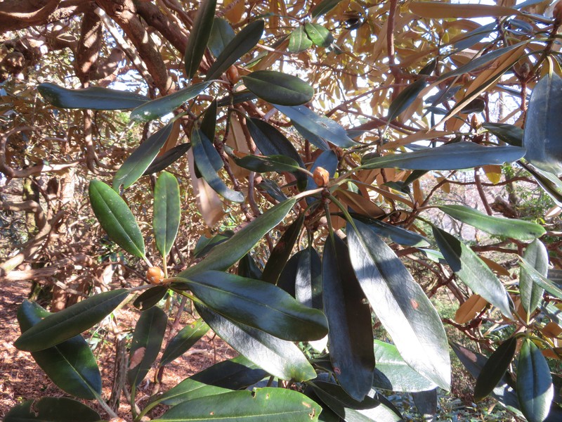 Rhododendron degronianum var. amagianum