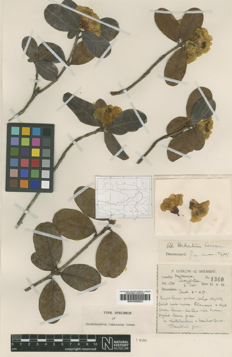 Rhododendron dekatanum