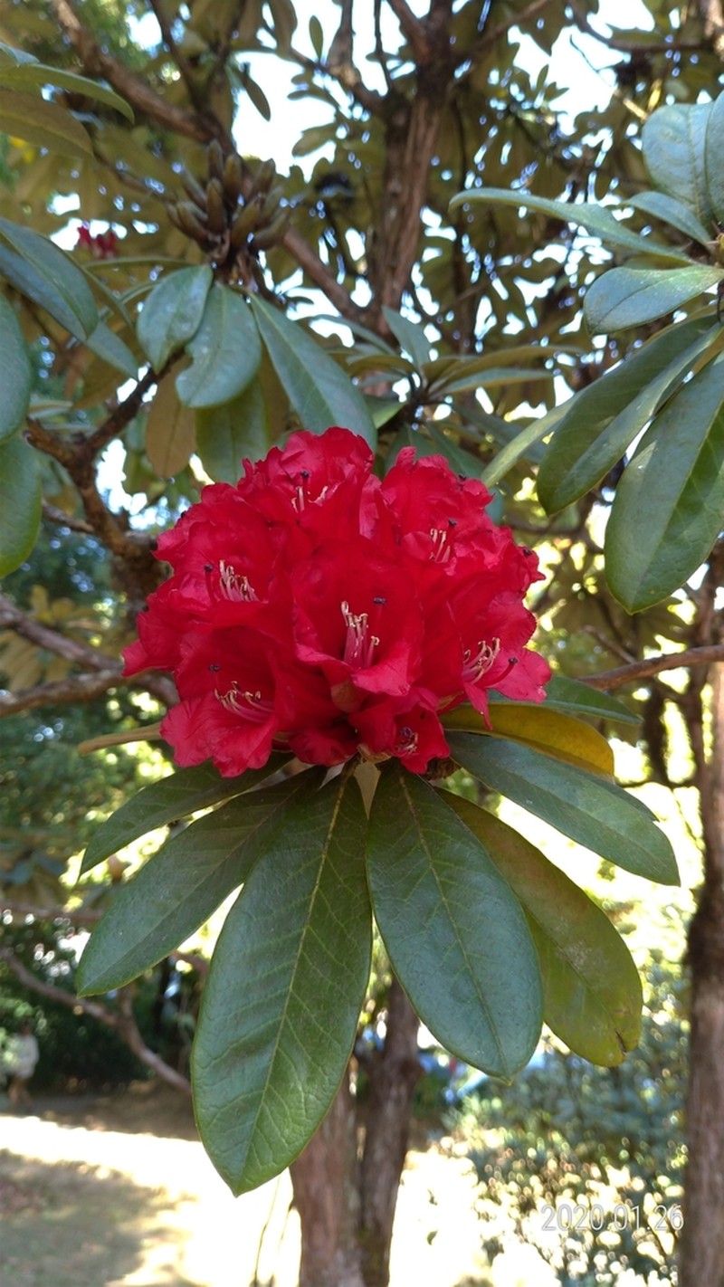 Rhododendron delavayi