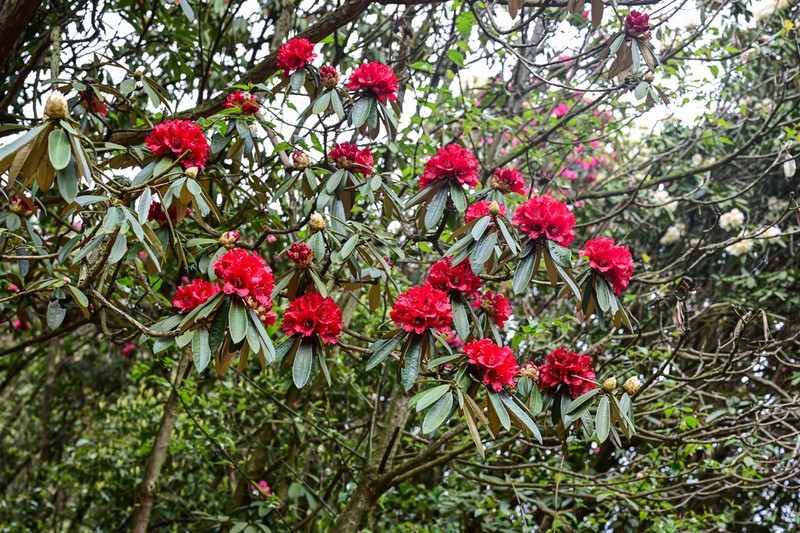 Rhododendron delavayi photo 2