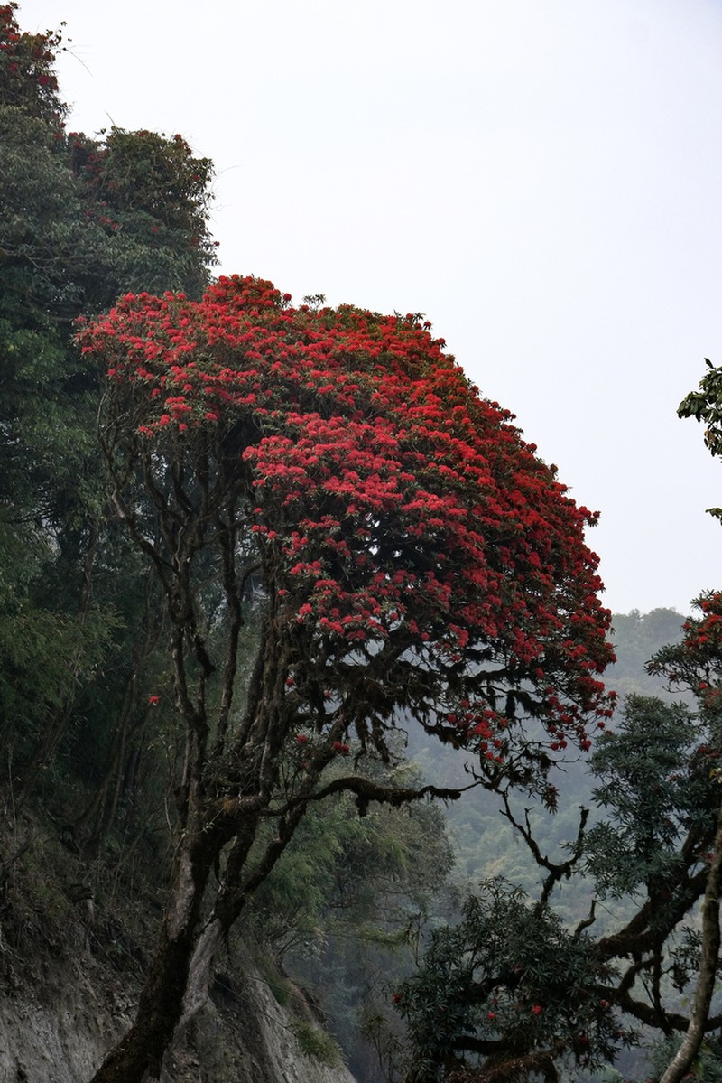 Rhododendron delavayi photo 3