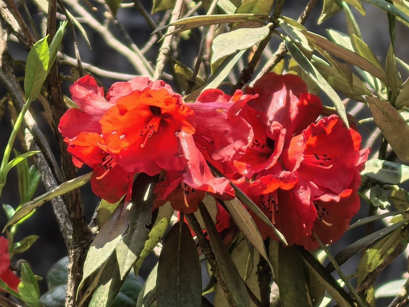 Rhododendron delavayi photo 4