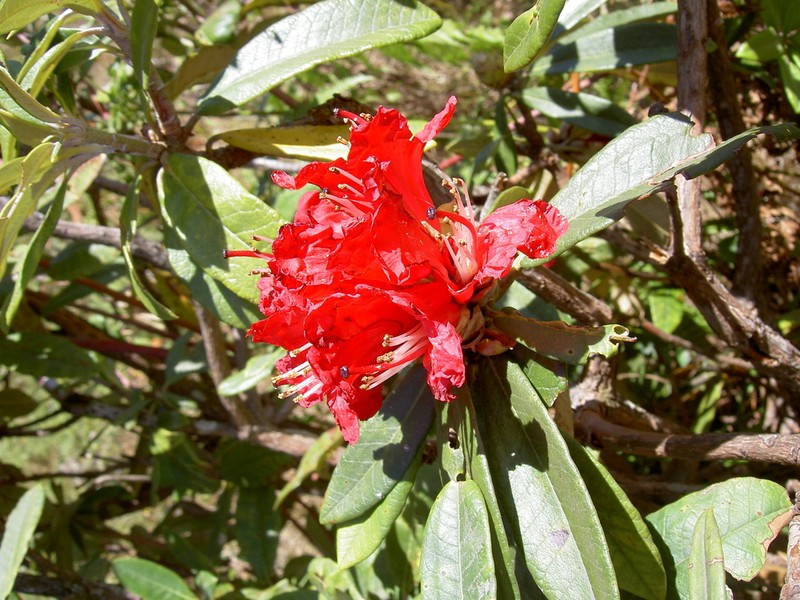 Rhododendron delavayi photo 6