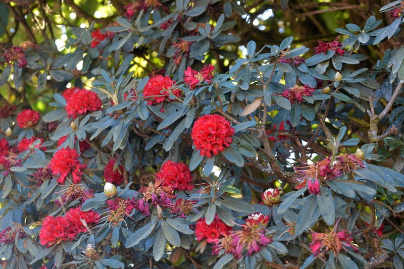 Rhododendron delavayi photo 7
