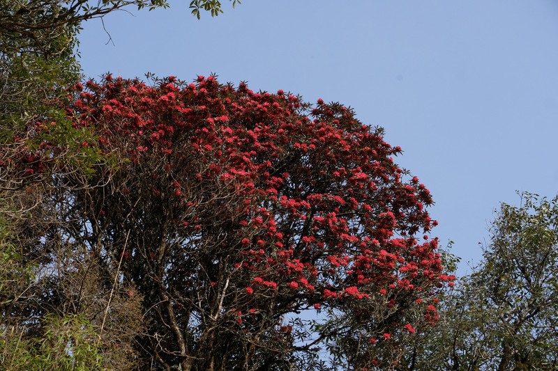 Rhododendron delavayi photo 8