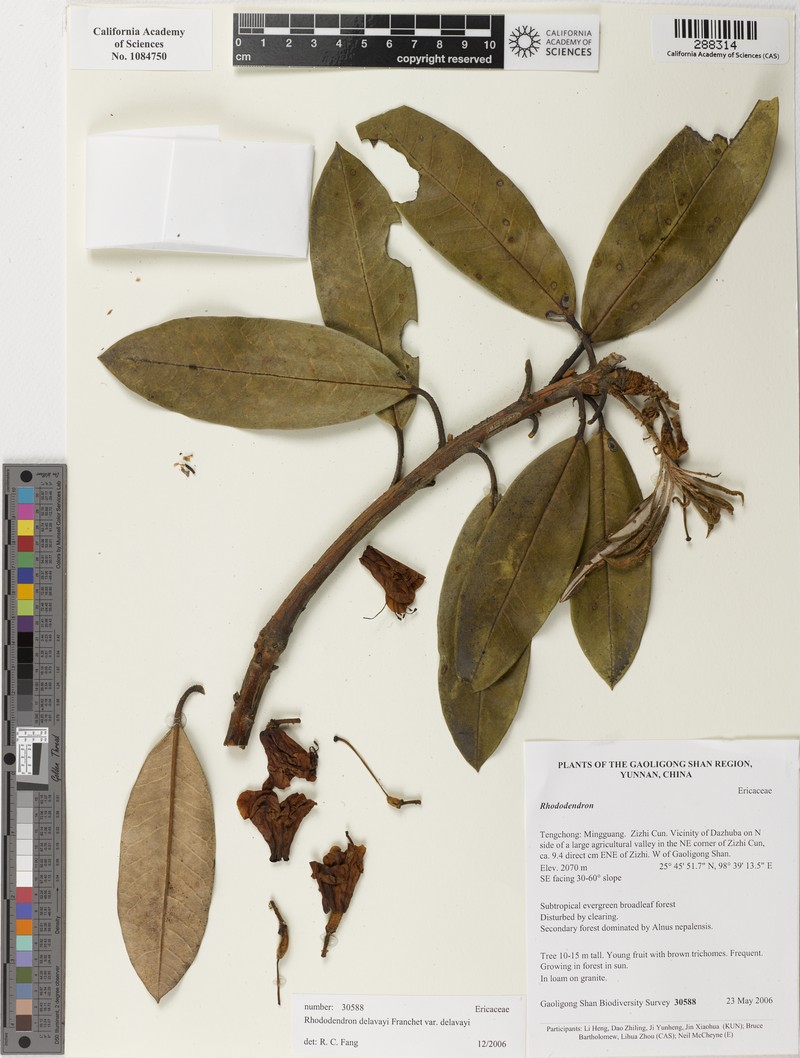 Rhododendron delavayi var. delavayi