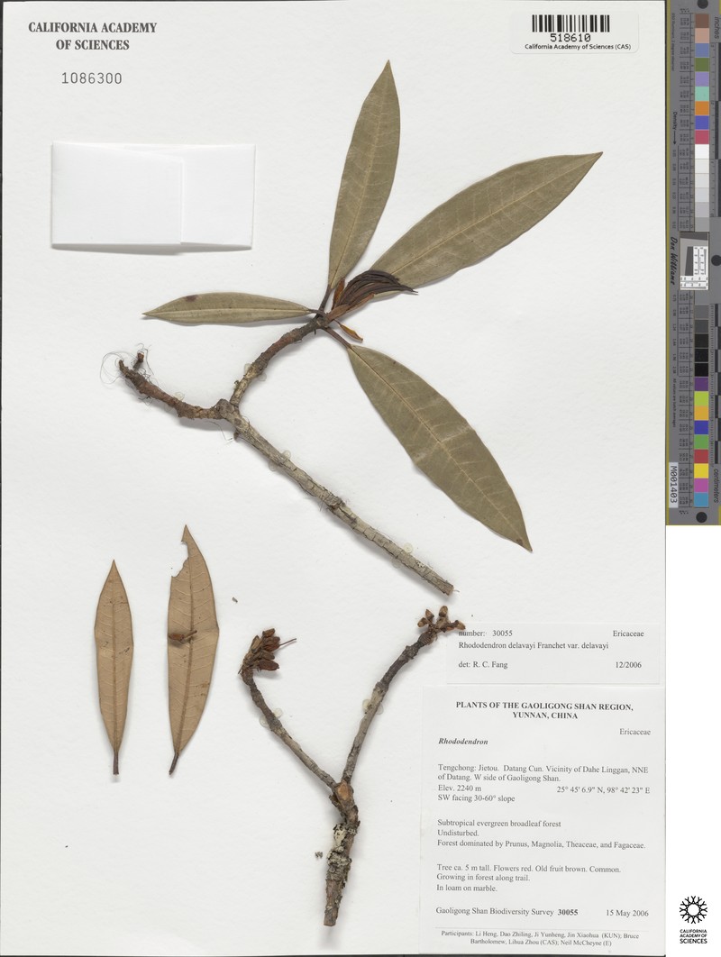 Rhododendron delavayi var. delavayi photo 2