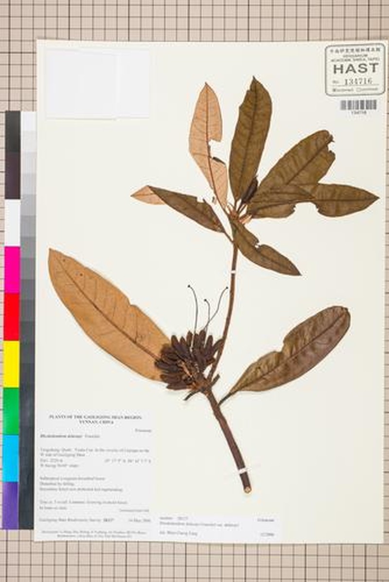 Rhododendron delavayi var. delavayi photo 4