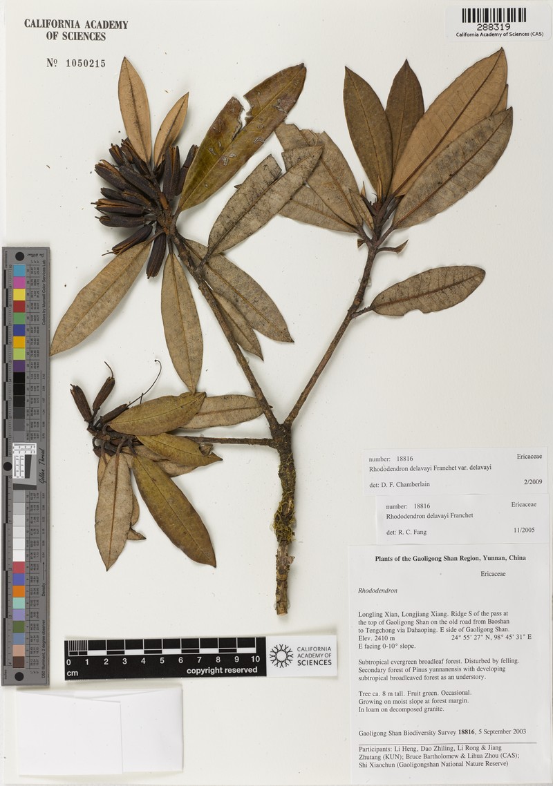 Rhododendron delavayi var. delavayi photo 5