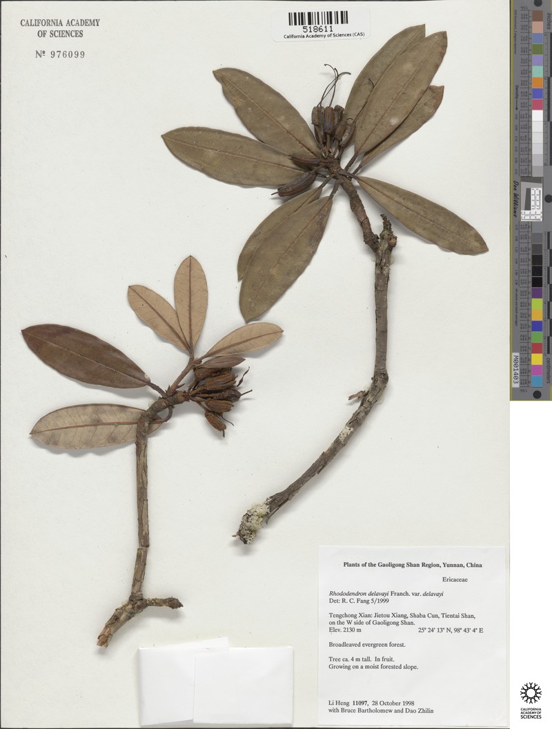 Rhododendron delavayi var. delavayi photo 6