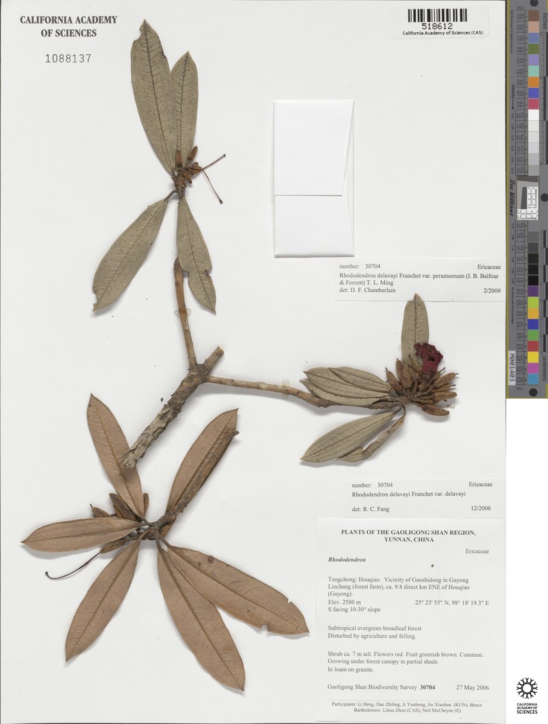 Rhododendron delavayi var. peramoenum