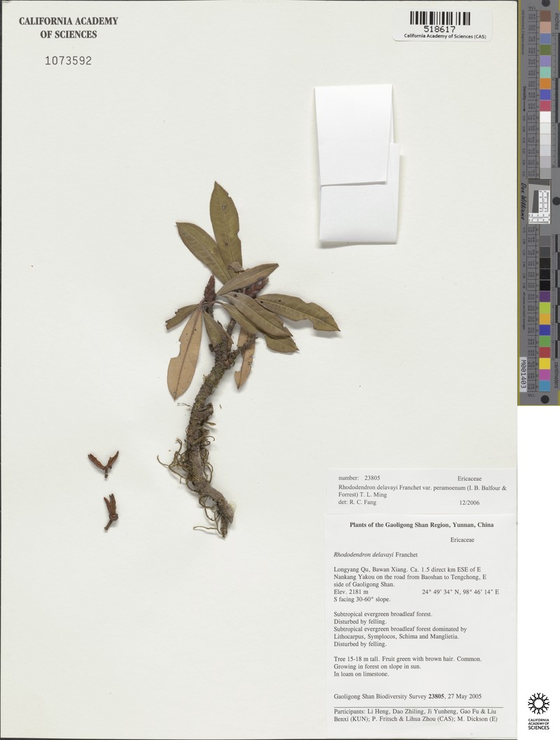 Rhododendron delavayi var. peramoenum photo 2