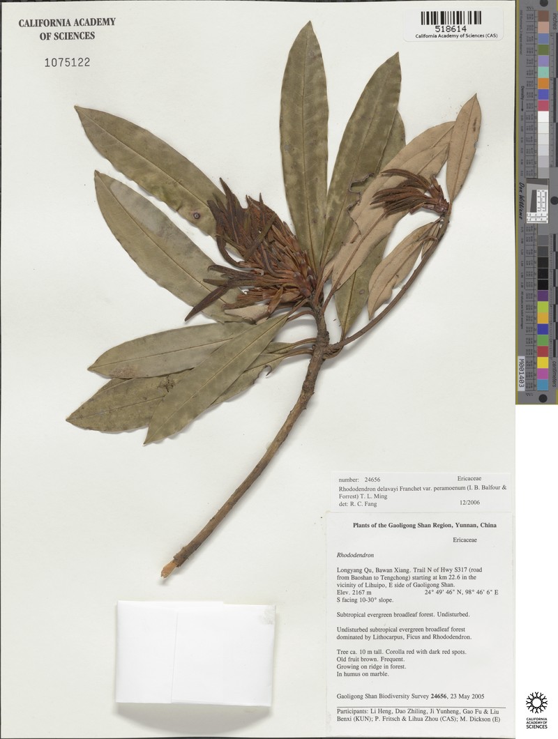 Rhododendron delavayi var. peramoenum photo 3