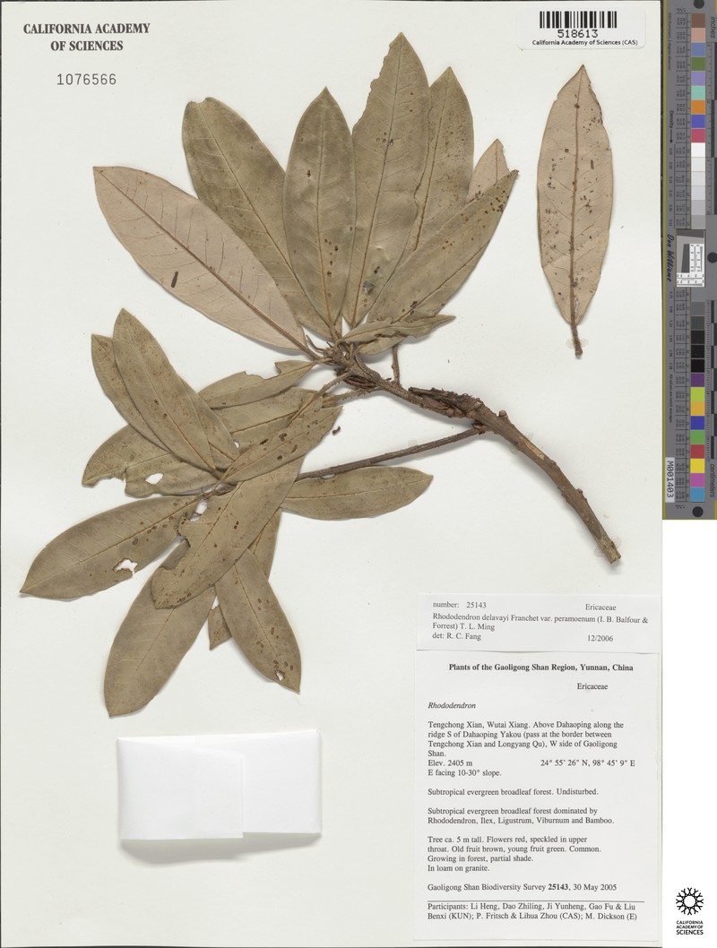 Rhododendron delavayi var. peramoenum photo 4