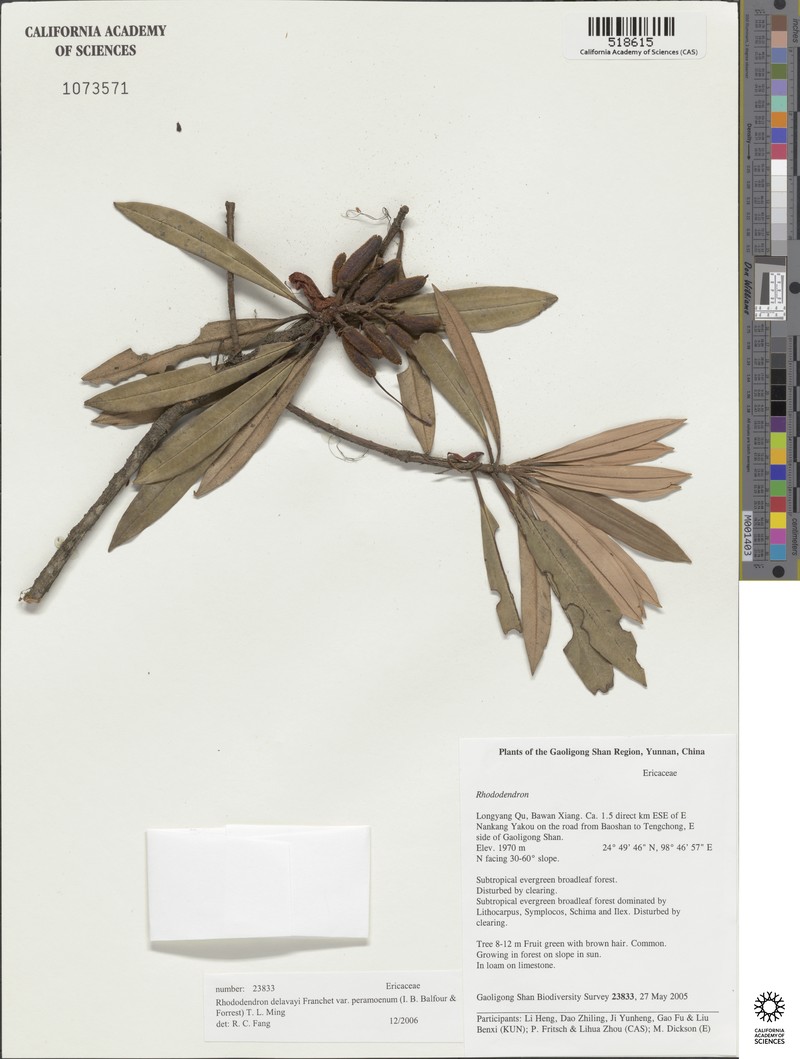 Rhododendron delavayi var. peramoenum photo 5