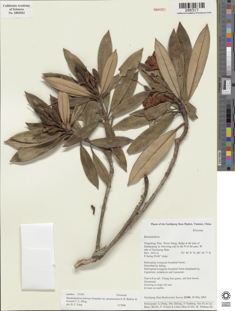 Rhododendron delavayi var. peramoenum photo 6