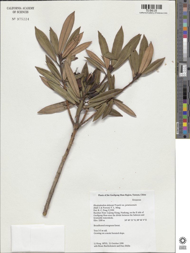 Rhododendron delavayi var. peramoenum photo 8