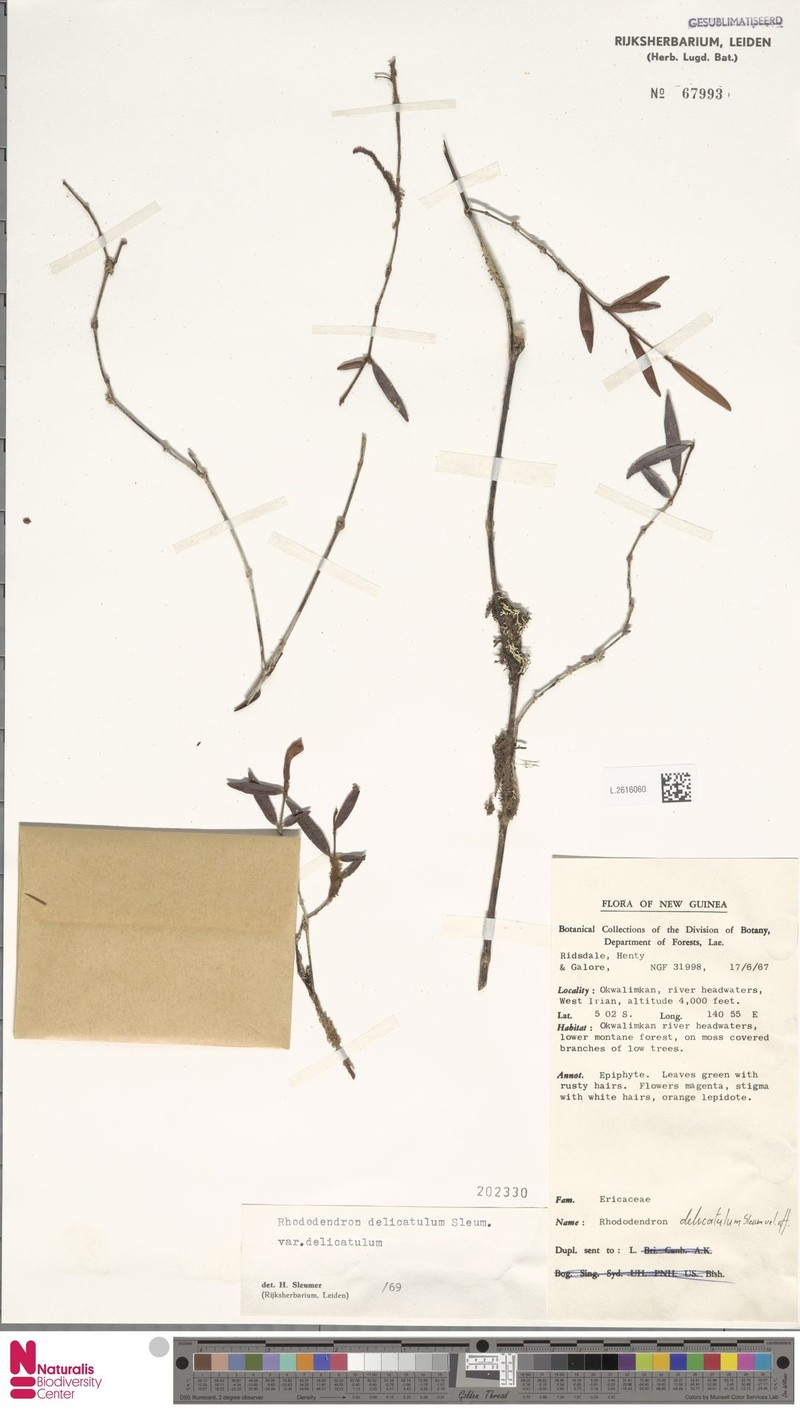Rhododendron delicatulum