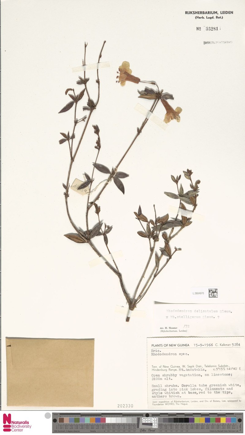 Rhododendron delicatulum photo 2
