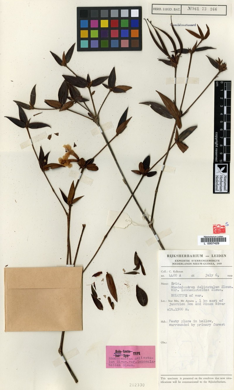 Rhododendron delicatulum var. lanceolatoides