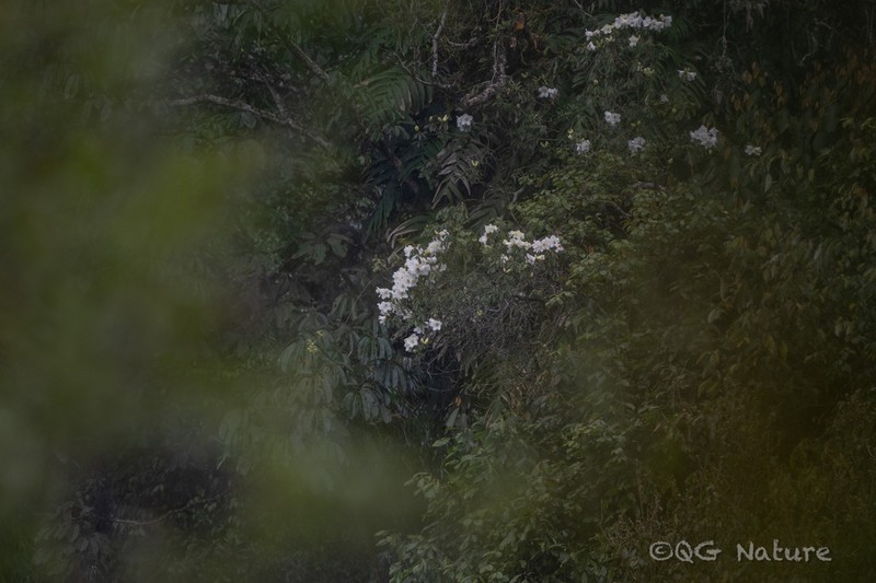 Rhododendron dendricola photo 2