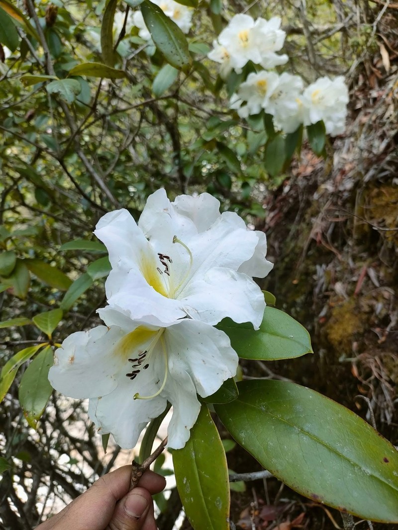 Rhododendron dendricola photo 3