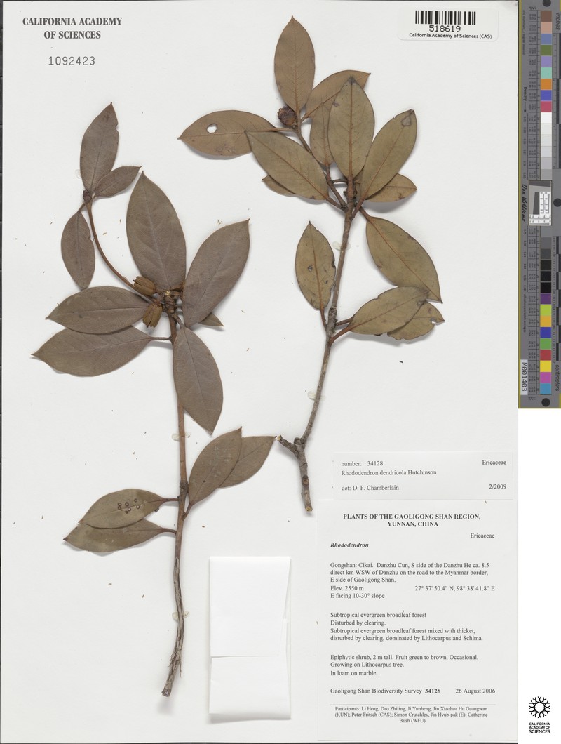 Rhododendron dendricola photo 4