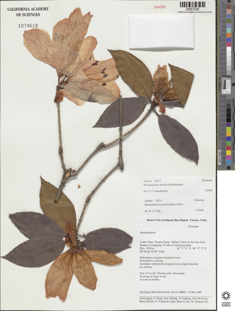 Rhododendron dendricola photo 5