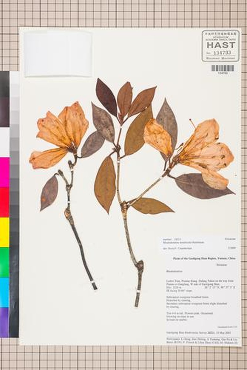 Rhododendron dendricola photo 6