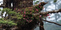 Rhododendron dendrocharis