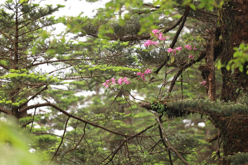 Rhododendron dendrocharis photo 2