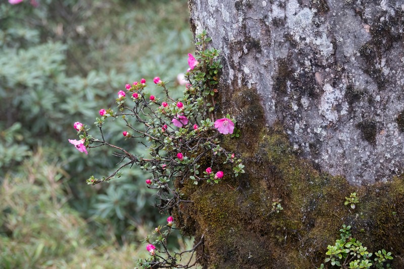 Rhododendron dendrocharis photo 3