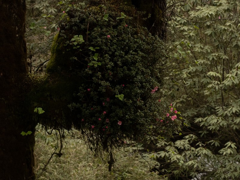 Rhododendron dendrocharis photo 4