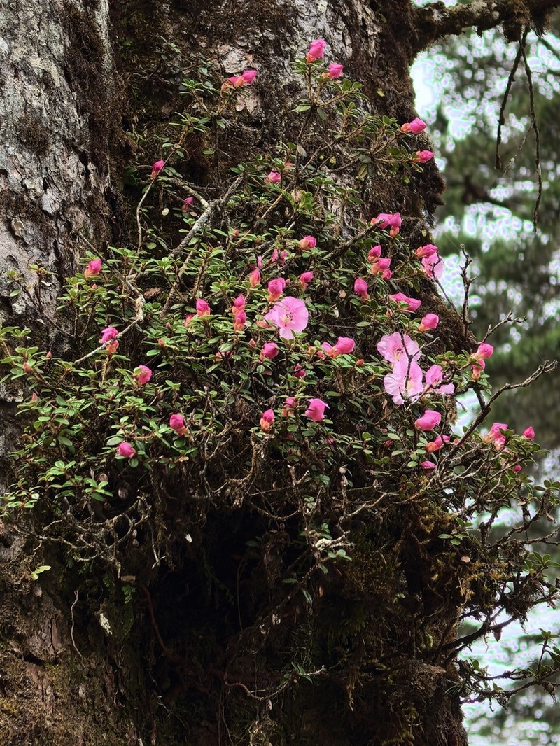 Rhododendron dendrocharis photo 5