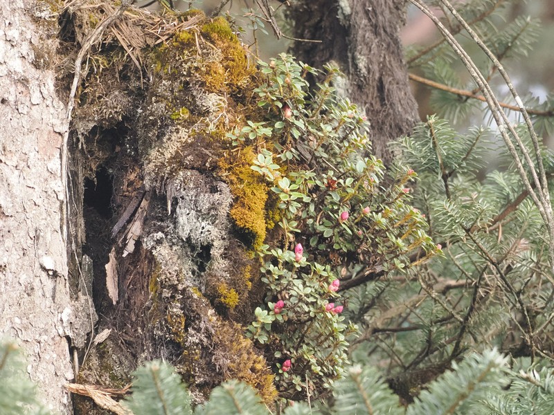 Rhododendron dendrocharis photo 6