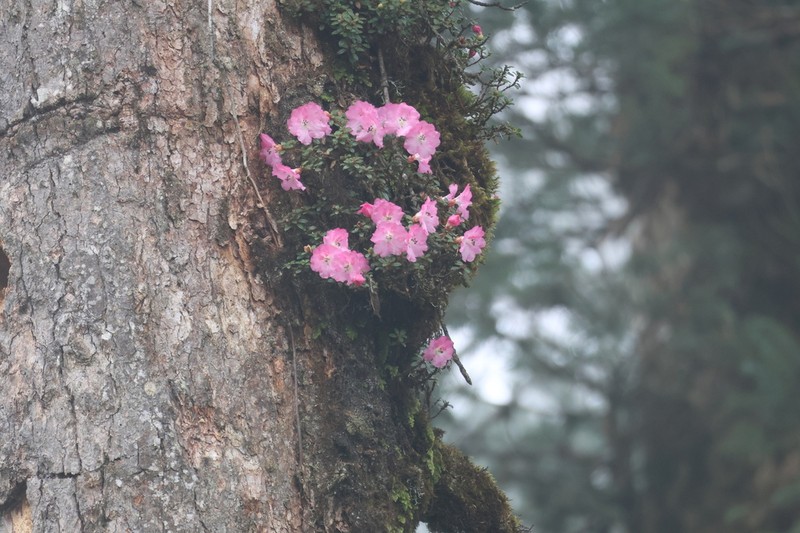 Rhododendron dendrocharis photo 7