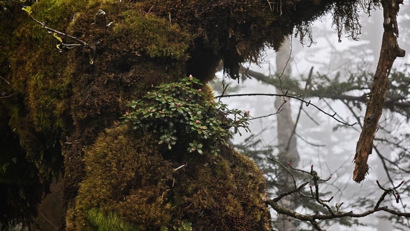 Rhododendron dendrocharis photo 8