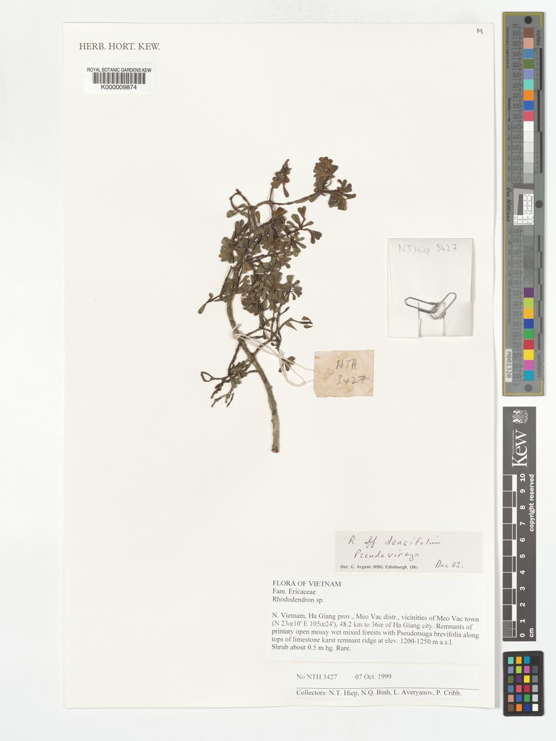 Rhododendron densifolium