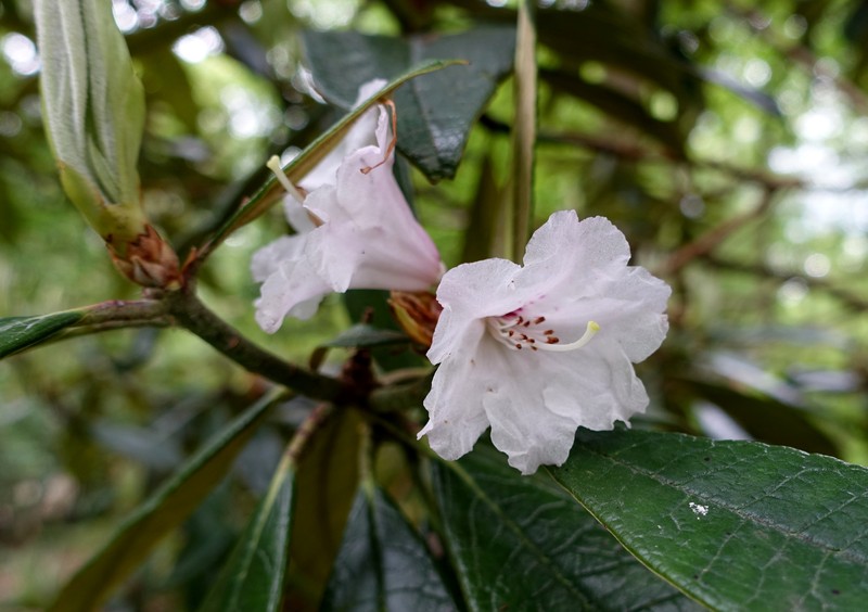 Rhododendron denudatum