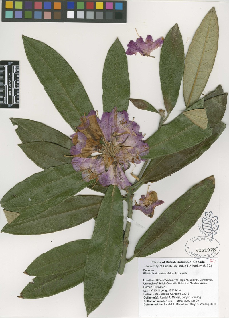 Rhododendron denudatum photo 2